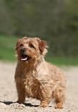 NORFOLK TERRIER 008